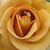 Jaune - Rosiers à grandes fleurs - floribunda - Honey Dijon